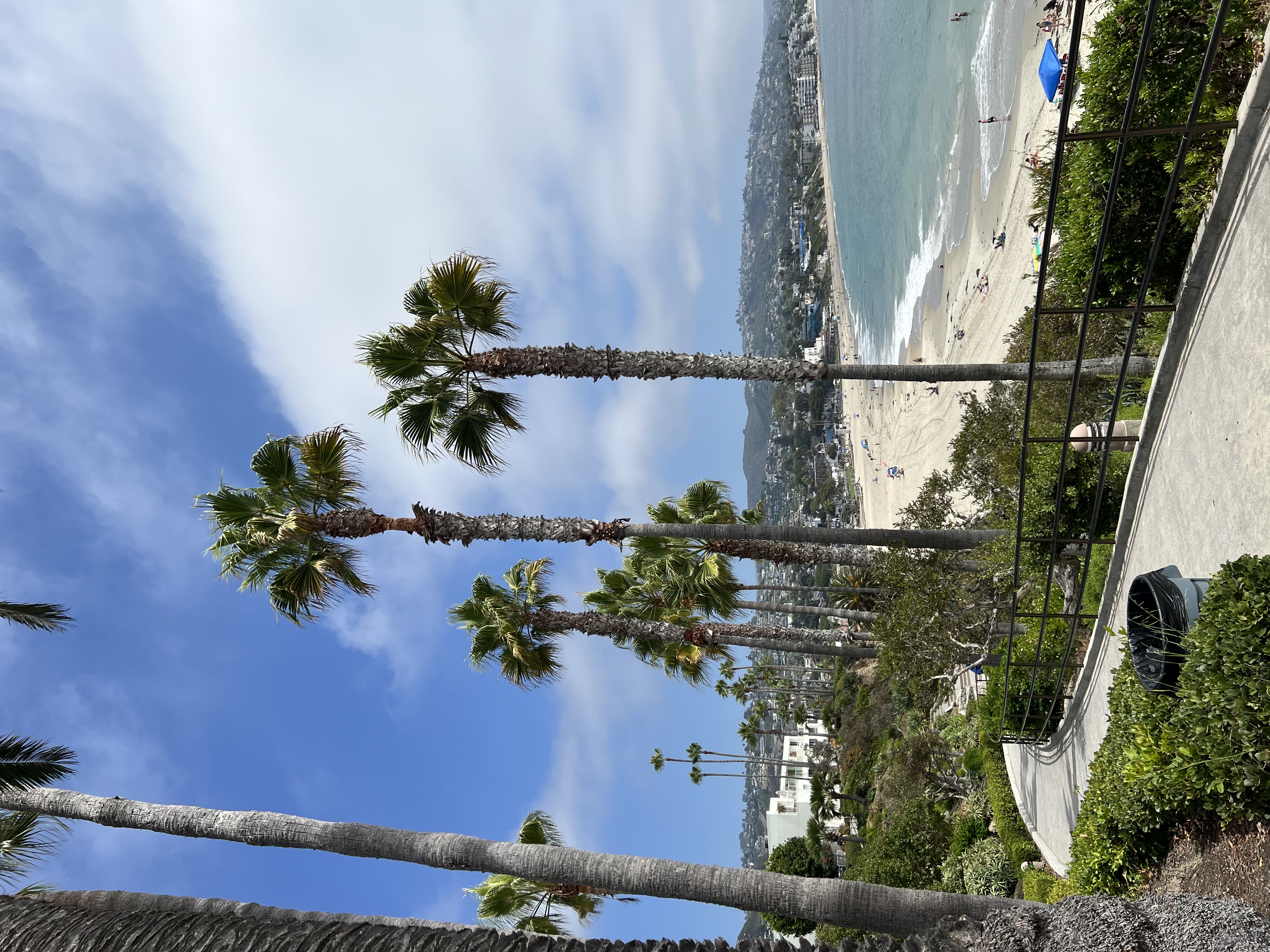 Palm trees overlooking a beach in Laguna, California